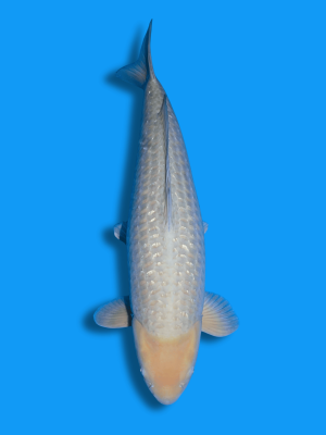 Ginrin Soragoi | Koi&Co.